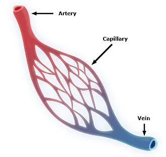 Capillary structure